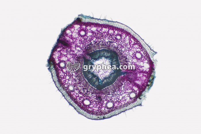 Tige de Conifère (Sapin) - structure secondaire CT x5 - gryphea.com